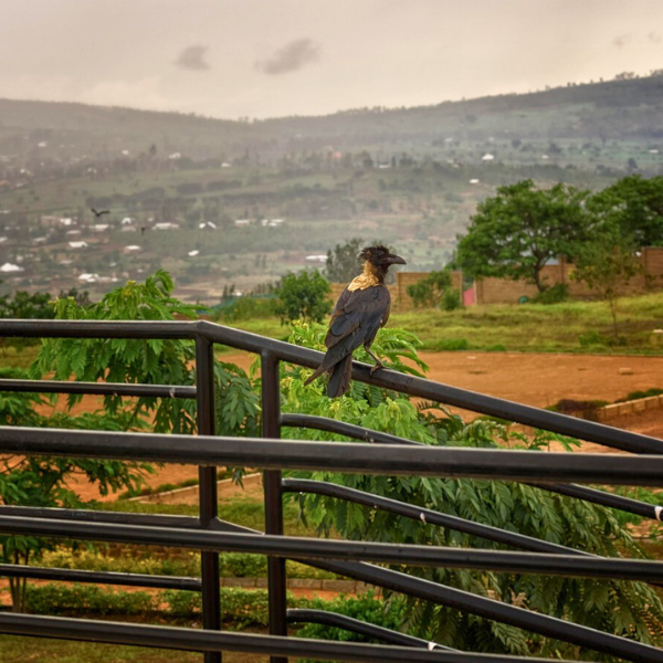 about rwanda